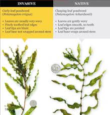 Attēlu rezultāti vaicājumam “Potamogeton perfoliatus leaf”