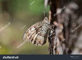 Attēlu rezultāti vaicājumam “Hipparchia alcyone”