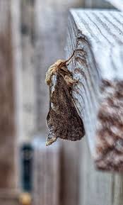 Attēlu rezultāti vaicājumam “Hepialus lupulinus”