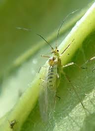 Attēlu rezultāti vaicājumam “Drepanosiphum platanoidis”