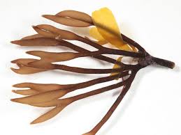 Attēlu rezultāti vaicājumam “Furcellaria lumbricalis”