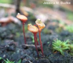 Attēlu rezultāti vaicājumam “Buxbaumia aphylla sporophyte”