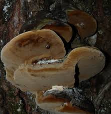 Attēlu rezultāti vaicājumam “Phellinus”