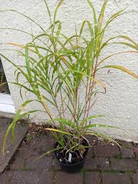 Image result for Miscanthus sinensis Zebrina