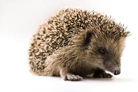 Attēlu rezultāti vaicājumam “Insectivora”