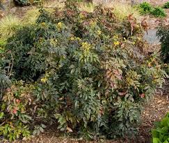 Attēlu rezultāti vaicājumam “Mahonia aquifolium”