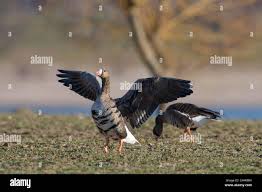 Attēlu rezultāti vaicājumam “Anser albifrons adult”