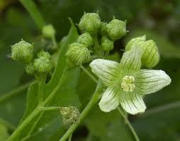 Attēlu rezultāti vaicājumam “Bryonia alba bud”
