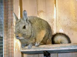 Image result for viscacha