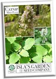 Image result for Nepeta cataria