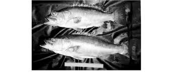 Image result for Polyprion americanus