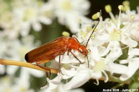 Attēlu rezultāti vaicājumam “Rhagonycha fulva”