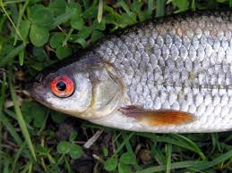 Image result for Rutilus rutilus