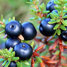 Attēlu rezultāti vaicājumam “Empetrum nigrum”