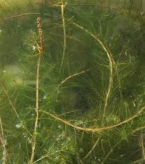 Attēlu rezultāti vaicājumam “Haloragaceae”