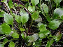 Attēlu rezultāti vaicājumam “Claytonia sibirica”