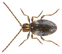 Attēlu rezultāti vaicājumam “Ptinus sp. male”