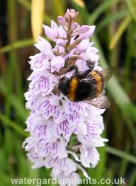 Attēlu rezultāti vaicājumam “Dactylorhiza fuchsii flower”