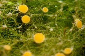 Attēlu rezultāti vaicājumam “Coenogonium pineti”