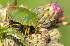 Attēlu rezultāti vaicājumam “Palomena prasina”