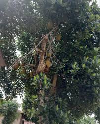 Image result for Sycamore Ttc