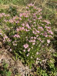 Attēlu rezultāti vaicājumam “Centaurium erythraea flower”