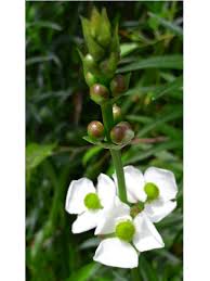 Attēlu rezultāti vaicājumam “Sagittaria sagittifolia flower”