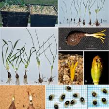 Attēlu rezultāti vaicājumam “Craterium aureonucleatum”