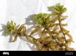 Attēlu rezultāti vaicājumam “Sphagnum platyphyllum”