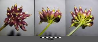 Attēlu rezultāti vaicājumam “Oenanthe aquatica flower”