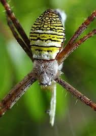 Image result for st andrews cross spider