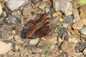 Attēlu rezultāti vaicājumam “Nymphalis polychloros”