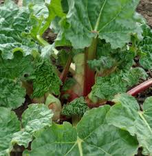 Attēlu rezultāti vaicājumam “Rheum rhabarbarum”