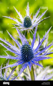 Image result for Eryngium `Blue Hobbit`