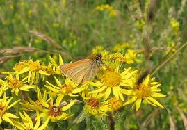 Attēlu rezultāti vaicājumam “Thymelicus lineola underside”