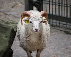 Attēlu rezultāti vaicājumam “Ovis aries”