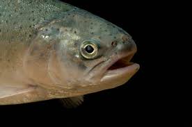 Image result for Oncorhynchus mykiss