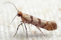 Attēlu rezultāti vaicājumam “Argyresthiidae”