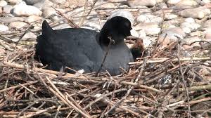 Attēlu rezultāti vaicājumam “Fulica atra nest”