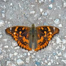 Attēlu rezultāti vaicājumam “Lycaena alciphron male”