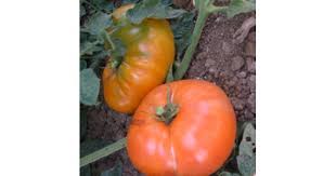 Afbeeldingsresultaat voor amana orange beefsteak tomato