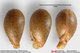 Attēlu rezultāti vaicājumam “Viola canina fruit”