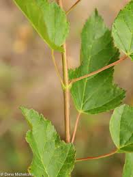 Attēlu rezultāti vaicājumam “Acer tataricum leaf”