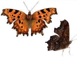 Attēlu rezultāti vaicājumam “Polygonia c-album underside”