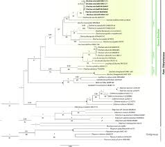 Attēlu rezultāti vaicājumam “Diachea subsessilis”