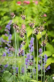 Attēlu rezultāti vaicājumam “Allium scorodoprasum”