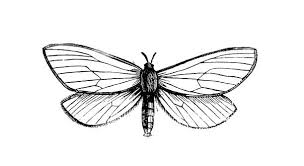 Attēlu rezultāti vaicājumam “Hepialus humuli”