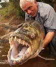 Armed To The Teeth: Africa's Terrifying Goliath Tigerfish | WebEcoist
