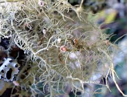 Attēlu rezultāti vaicājumam “Biatoropsis usnearum”