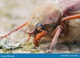 Attēlu rezultāti vaicājumam “Melolontha melolontha imago”